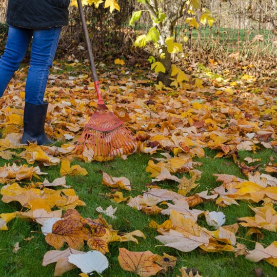 Yard Waste Disposal Tips