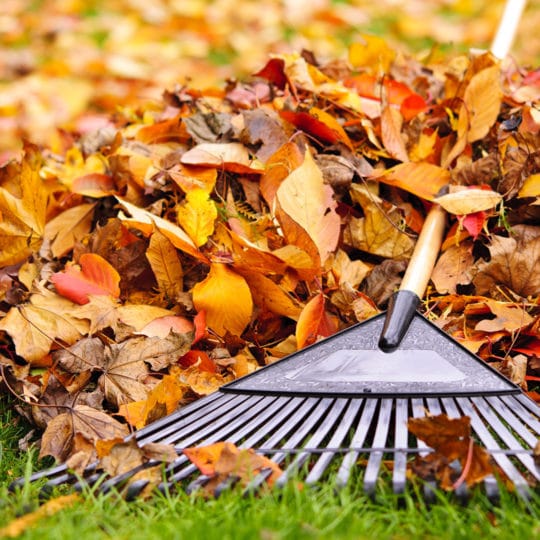 What to Do with Yard Waste this Fall