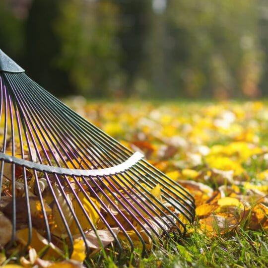Your Guide for Leaf Removal