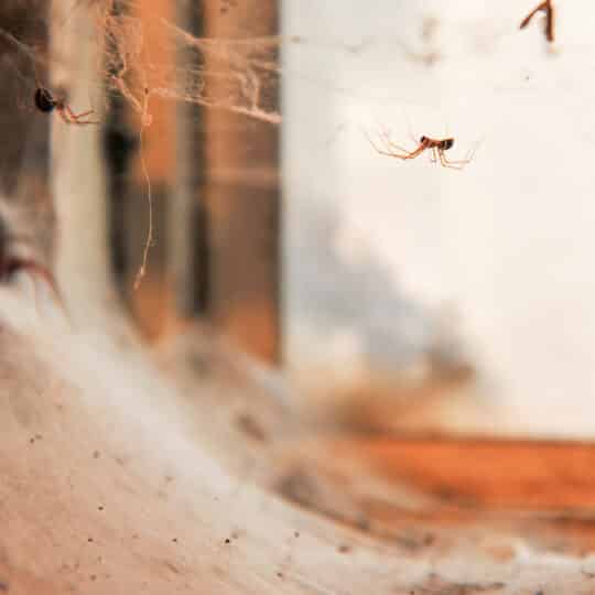 Decluttering for Pest Control